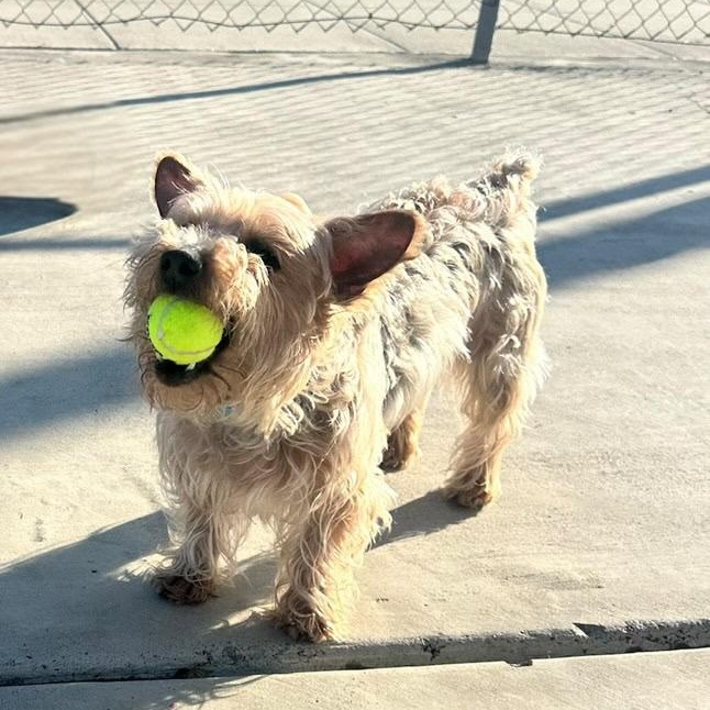 Sam, a Adoptable mixed breed in Torrance, CA image 2/6