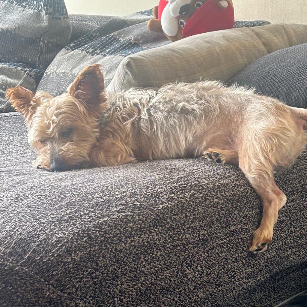 Sam, Adoptable, Senior Male Australian Terrier & Silky Terrier.