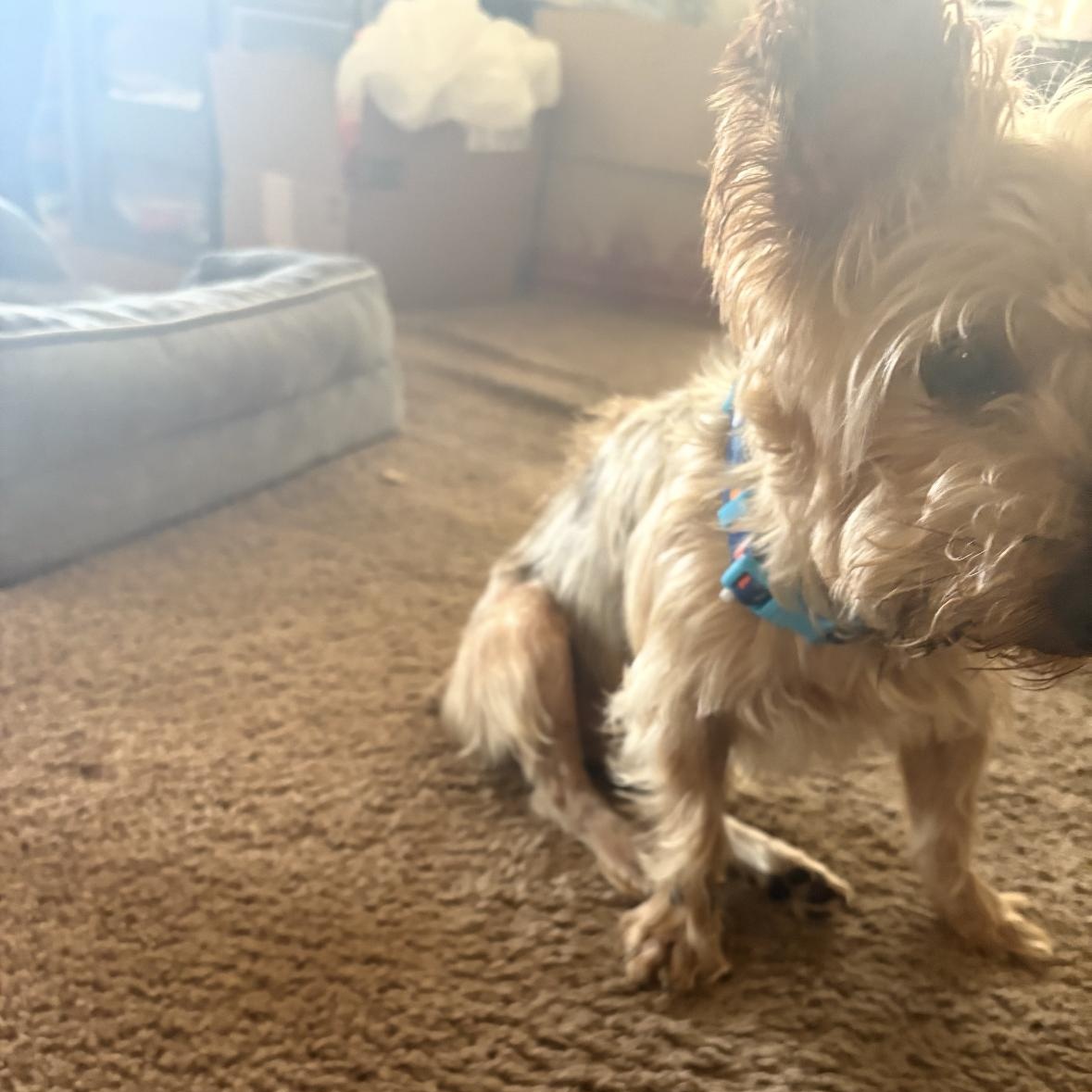 Sam, a Adoptable mixed breed in Torrance, CA image 4/6