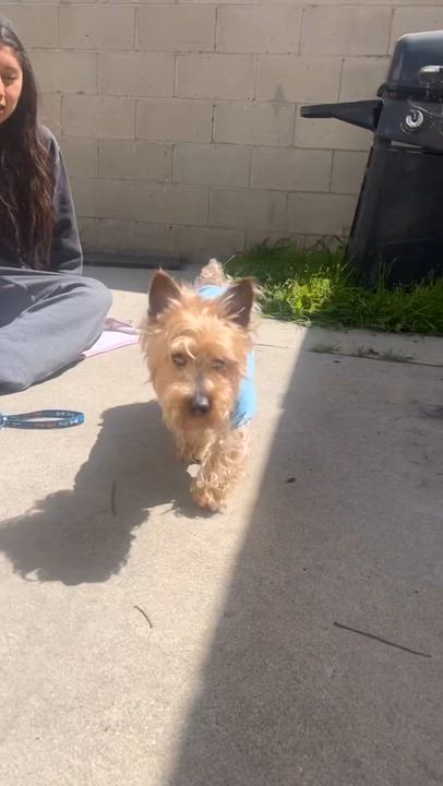 Enlarge Sam, a Adoptable mixed breed in Torrance, CA video 5/6
