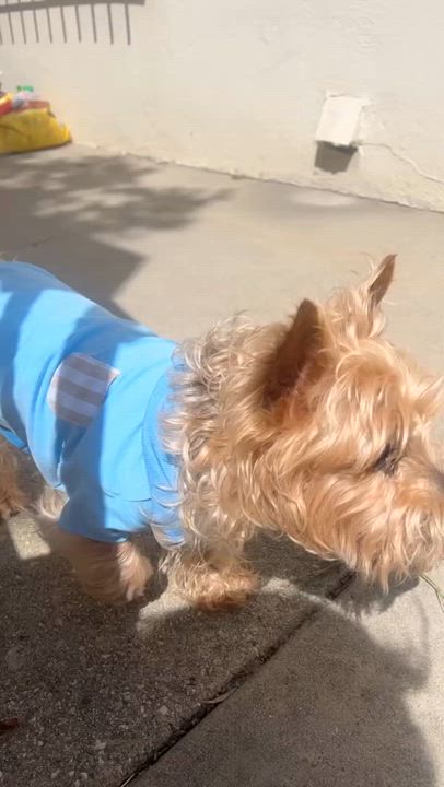 Enlarge Sam, a Adoptable mixed breed in Torrance, CA video 6/6
