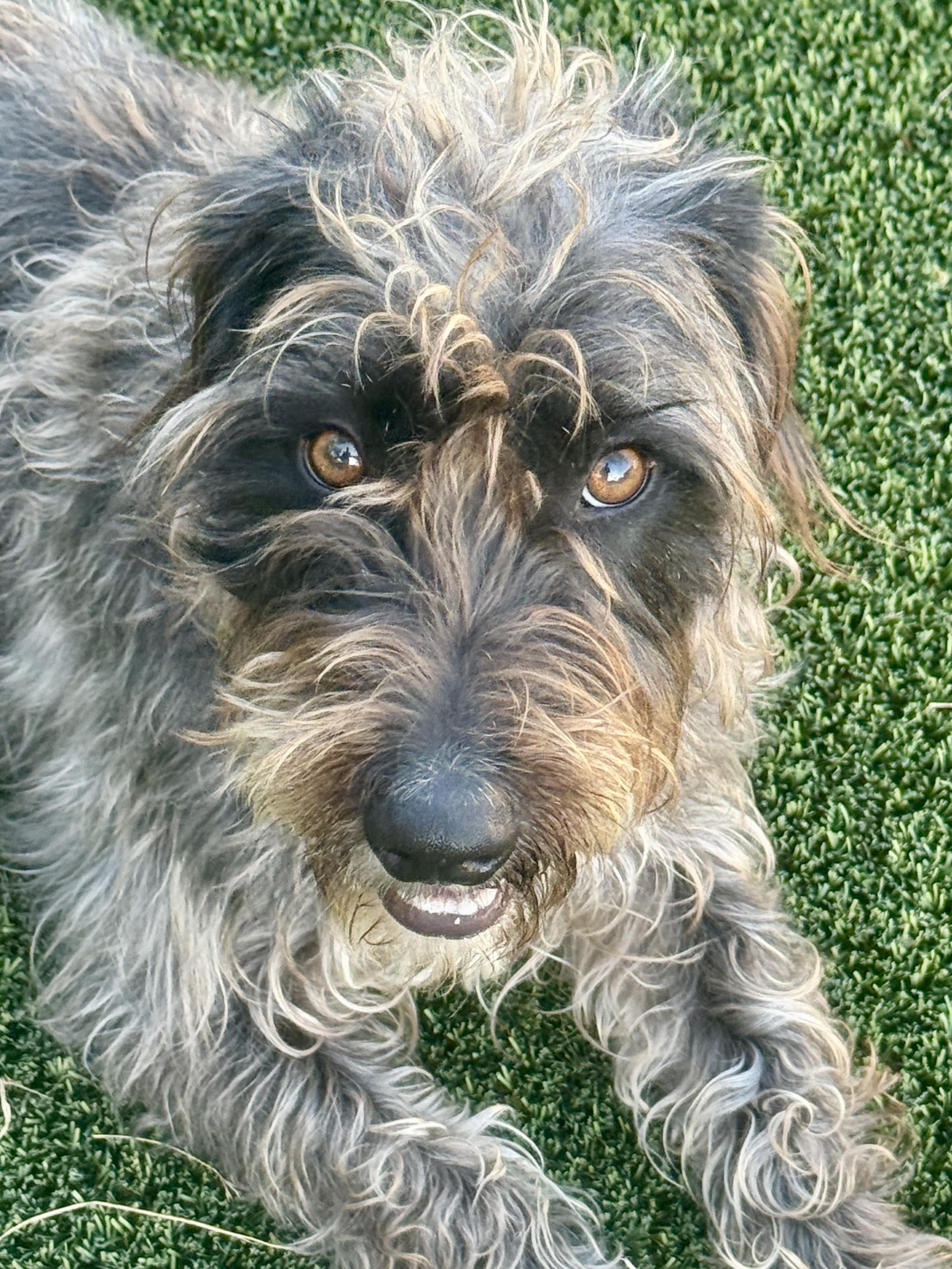 Enlarge Charlie - the handsome low rider, a Adoptable mixed breed in Austin, TX image 1/6