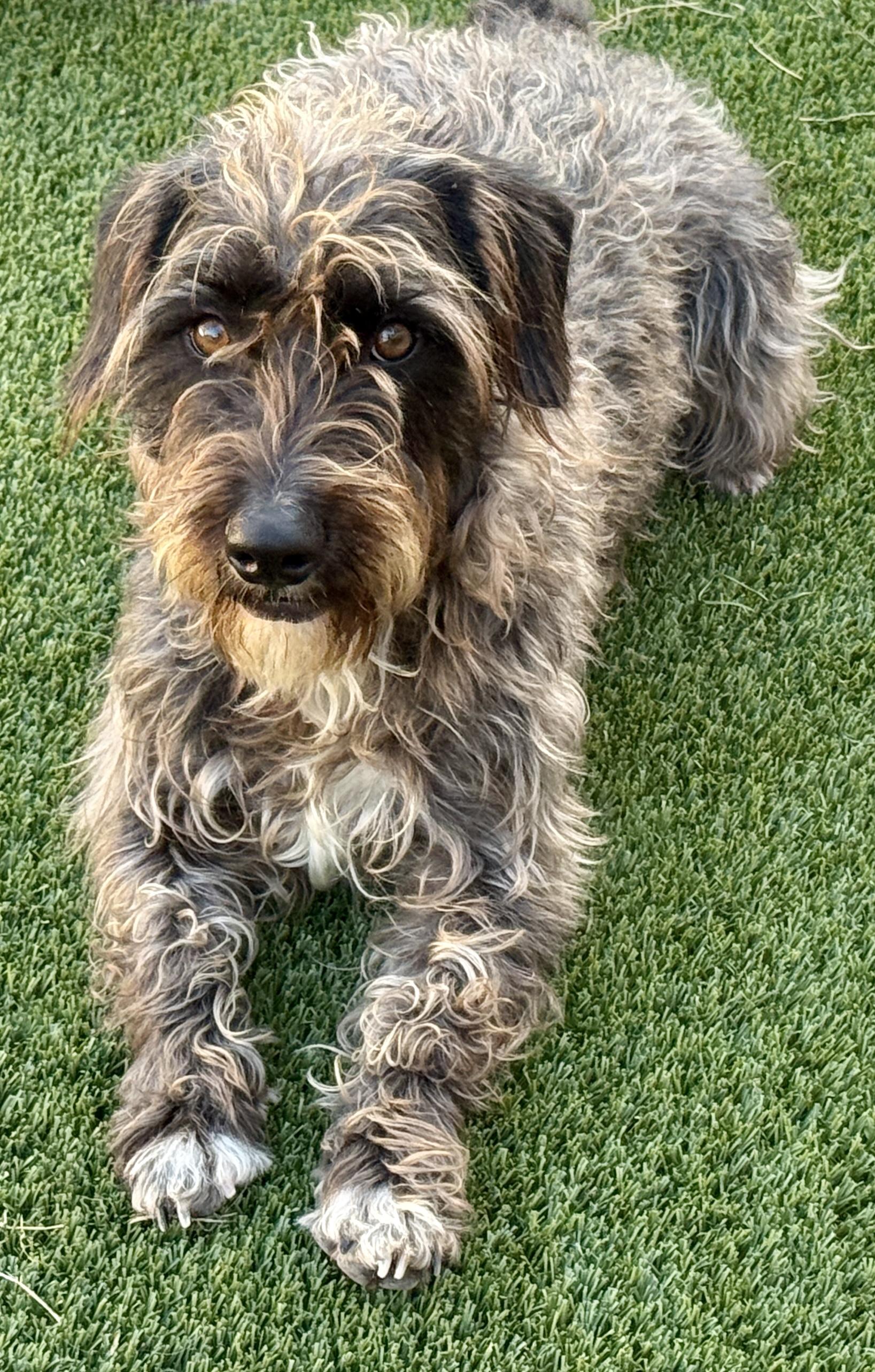 Enlarge Charlie - the handsome low rider, a Adoptable mixed breed in Austin, TX image 3/6