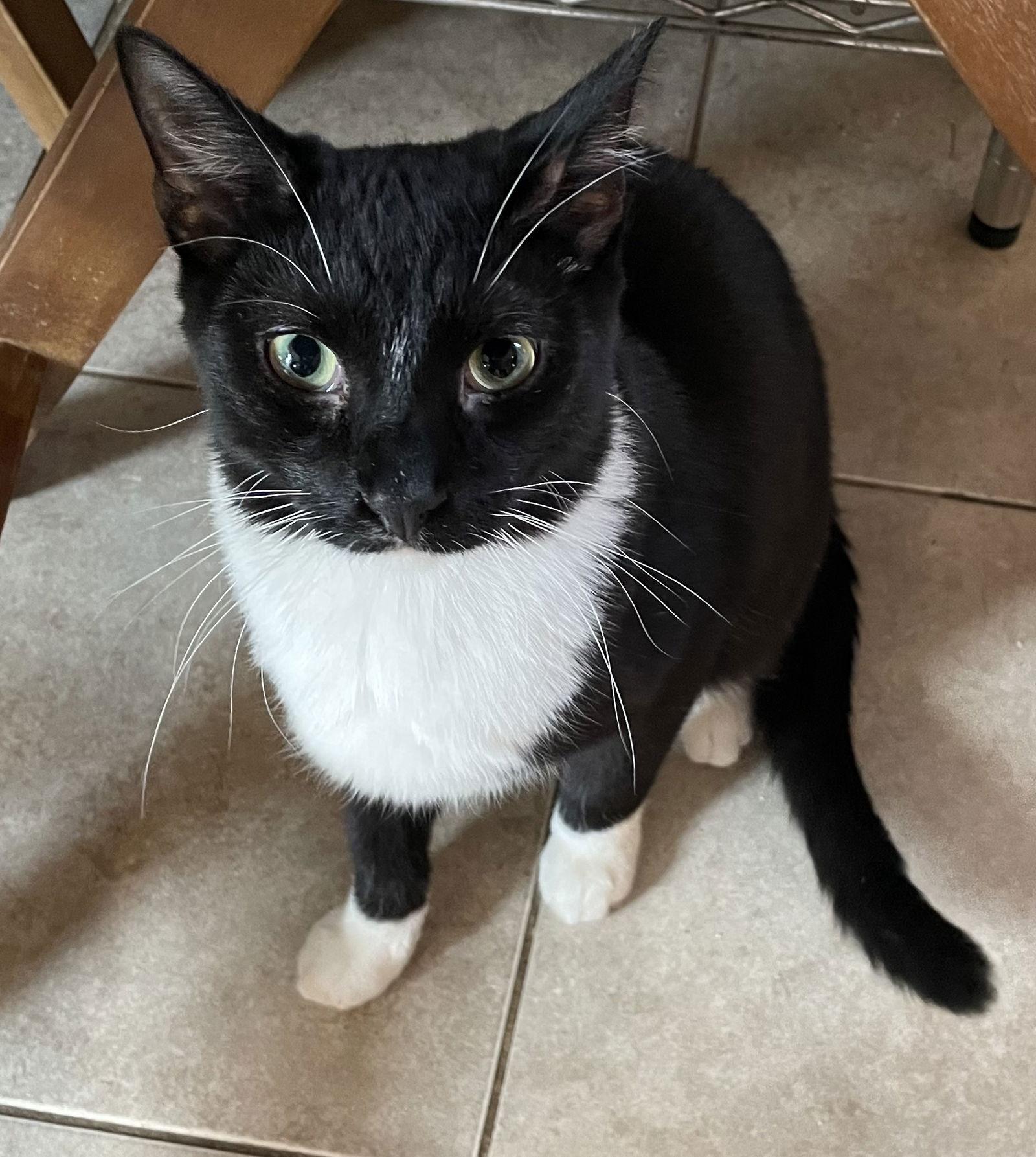 Dahlia — thumbnail 2