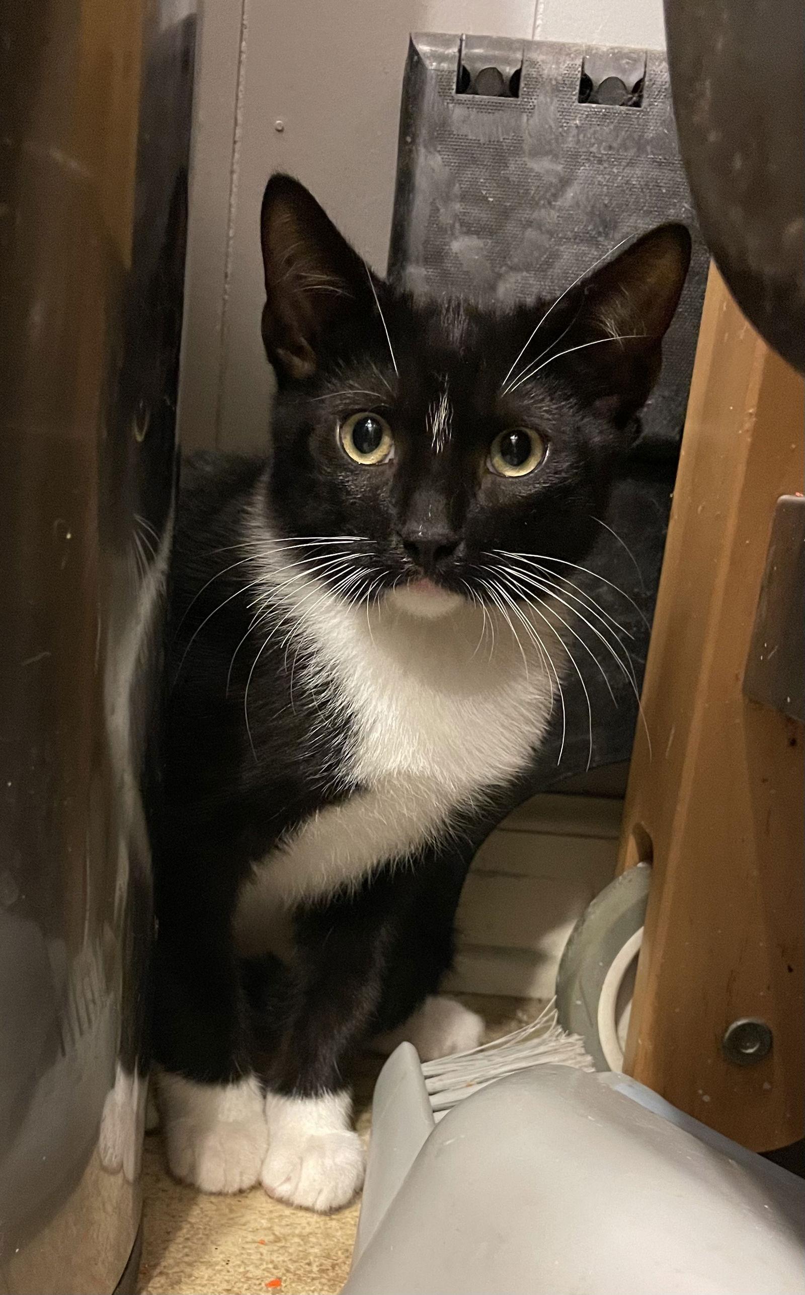 Dahlia — thumbnail 3