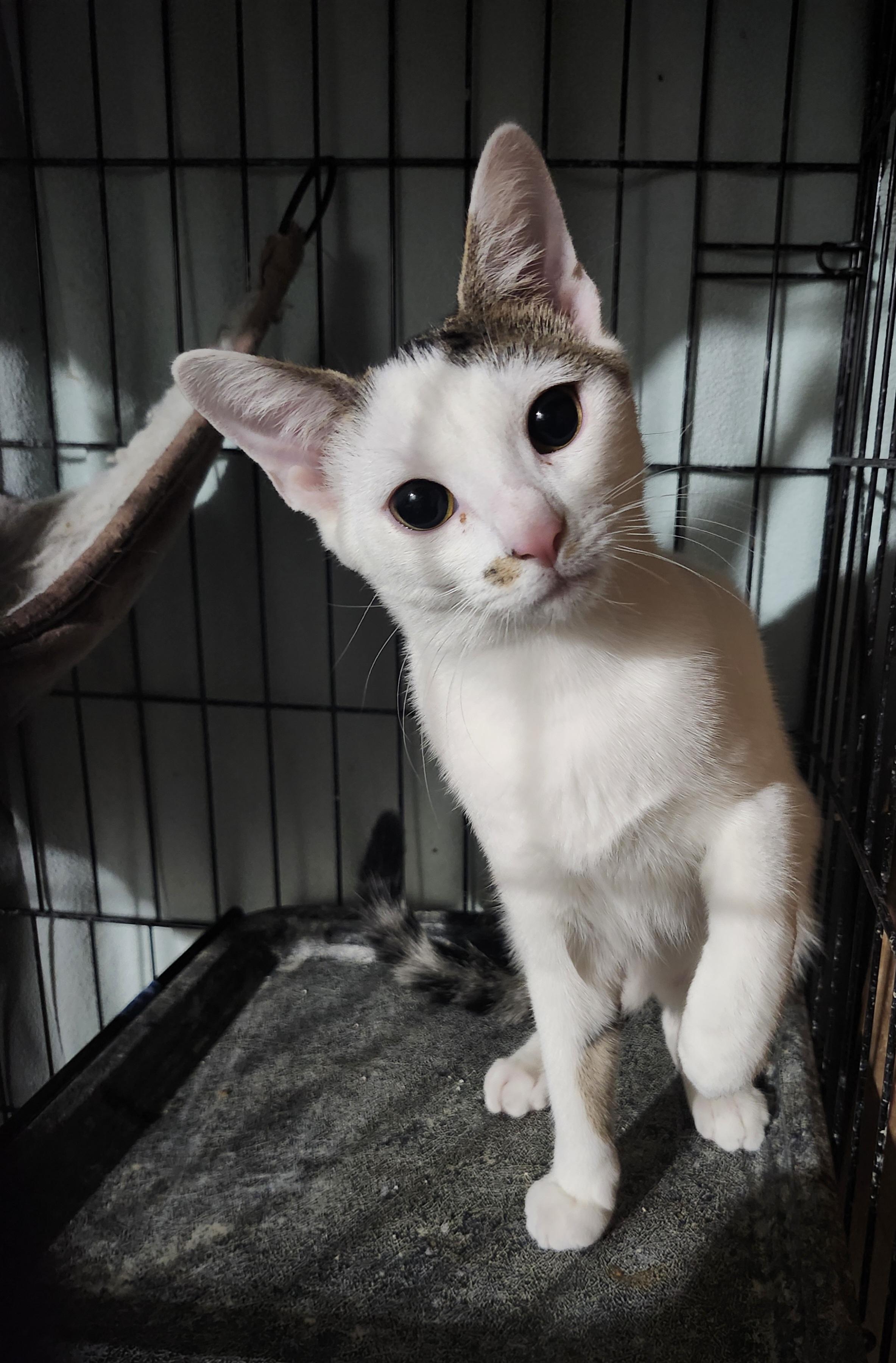 Feta, Adoptable, Kitten Female Domestic Short Hair.