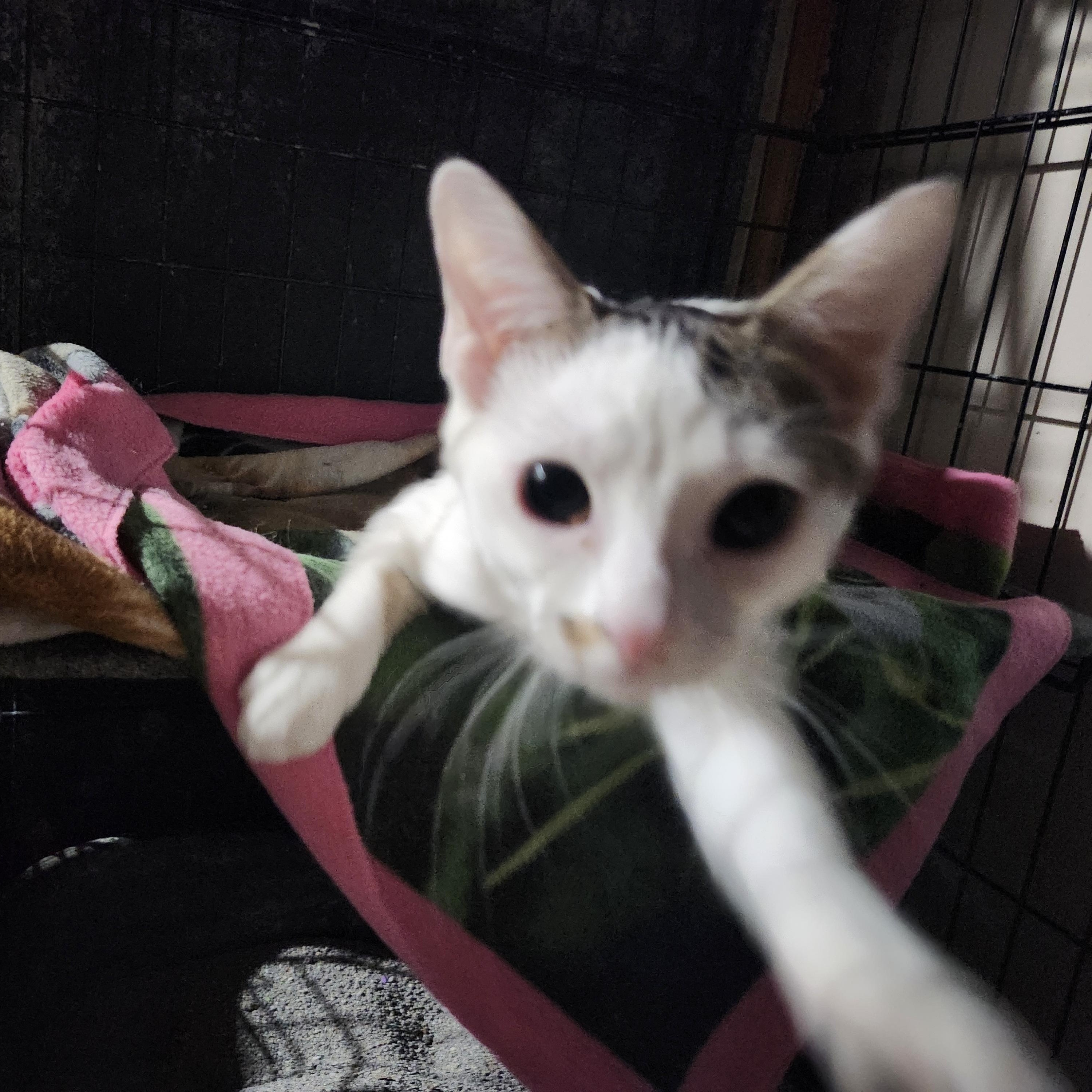 Enlarge Feta, a Adoptable Domestic Short Hair in Sayreville, NJ image 5/6