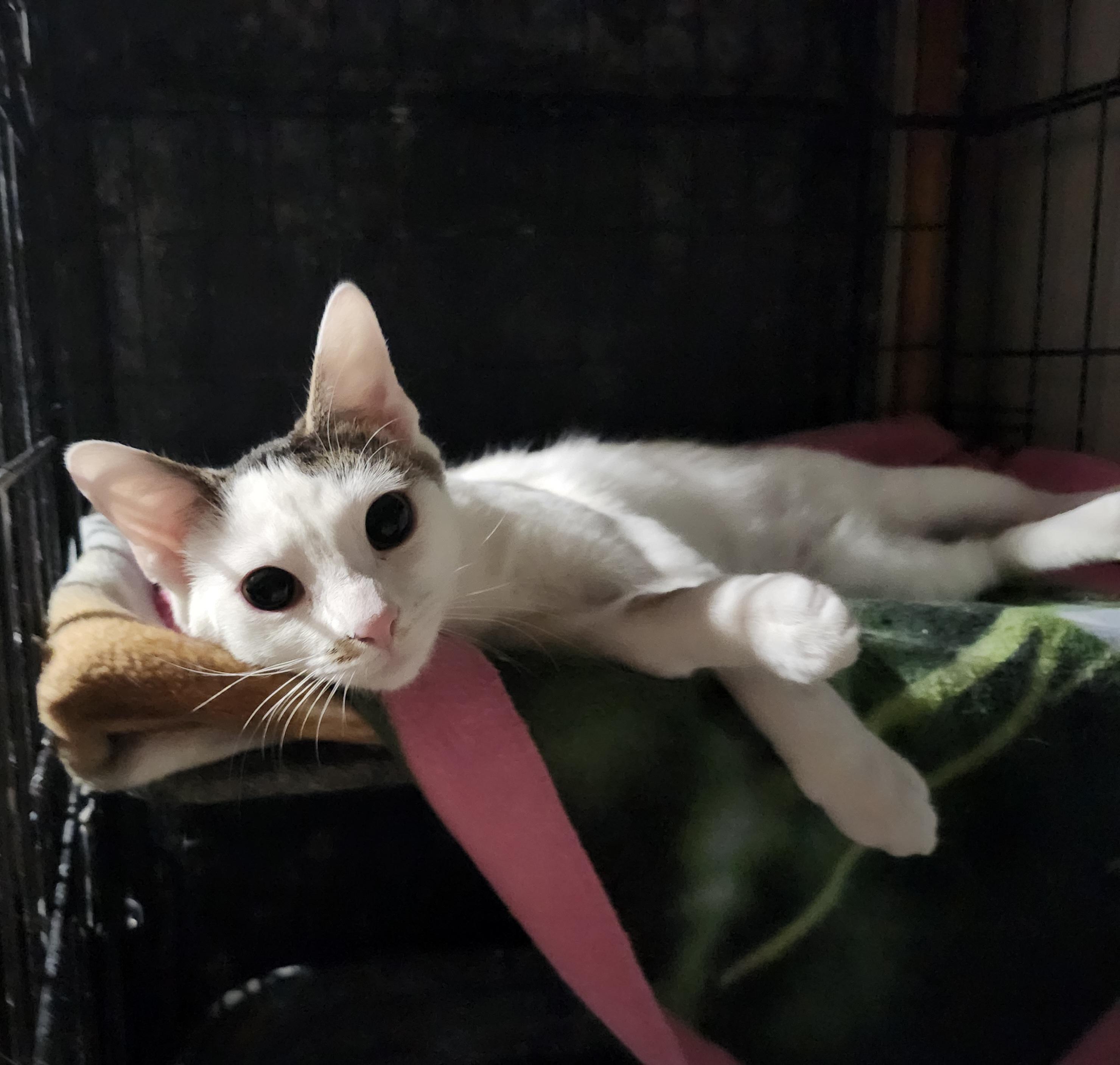 Enlarge Feta, a Adoptable Domestic Short Hair in Sayreville, NJ image 6/6