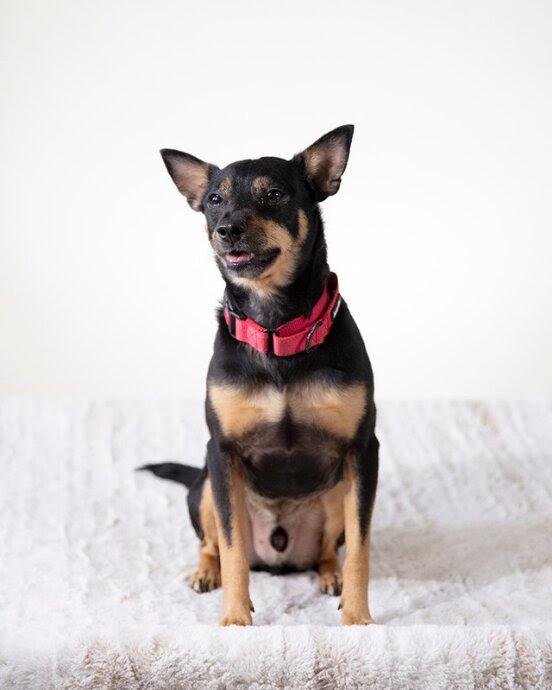 Buddy, Adoptable, Young Male Manchester Terrier & Mixed Breed.