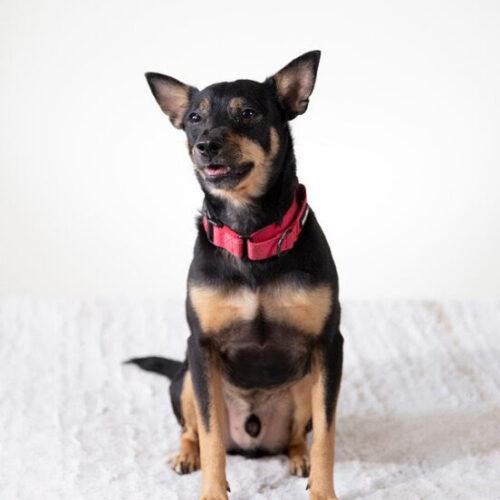 Enlarge Buddy, a Adoptable mixed breed in Coachella, CA image 1/1