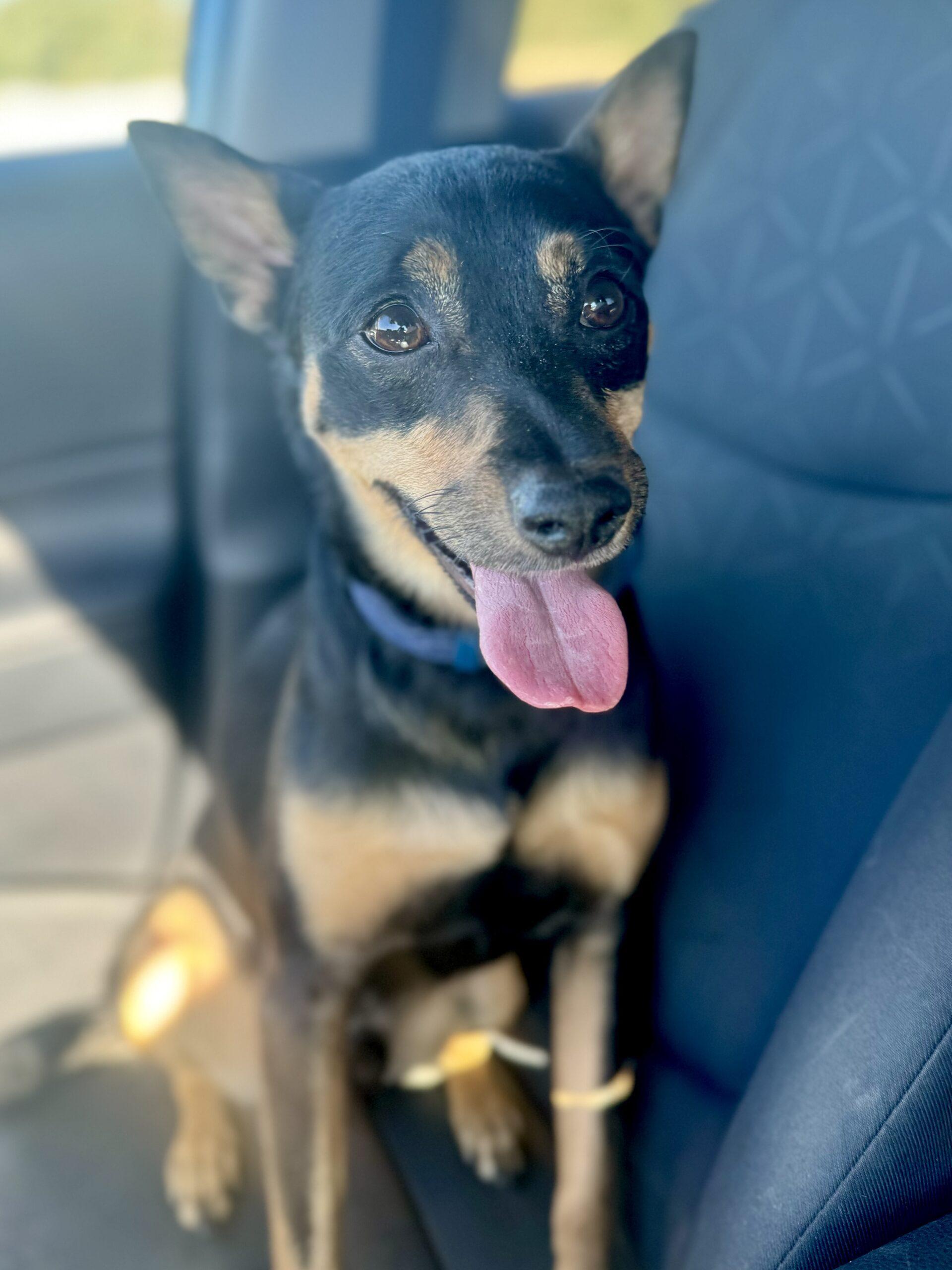 Enlarge Buddy, a Adoptable mixed breed in Coachella, CA image 3/3