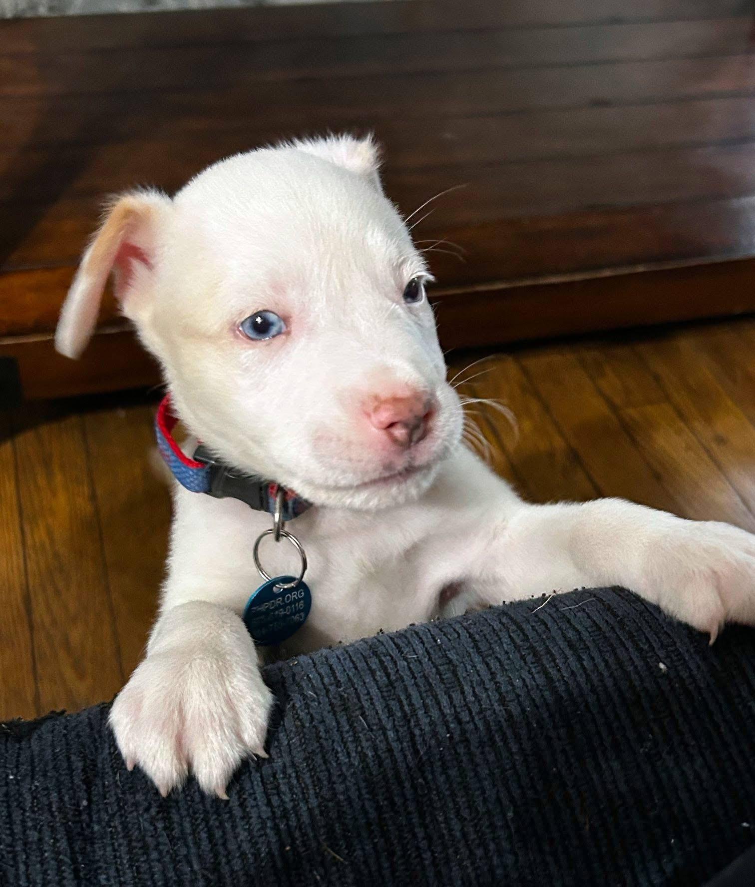 Enlarge Koda, an adopted mixed breed in Jefferson City, MO image 2/4