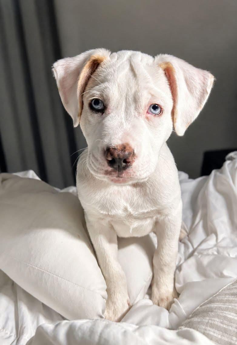 Koda, adopted, Puppy Male Pit Bull Terrier.