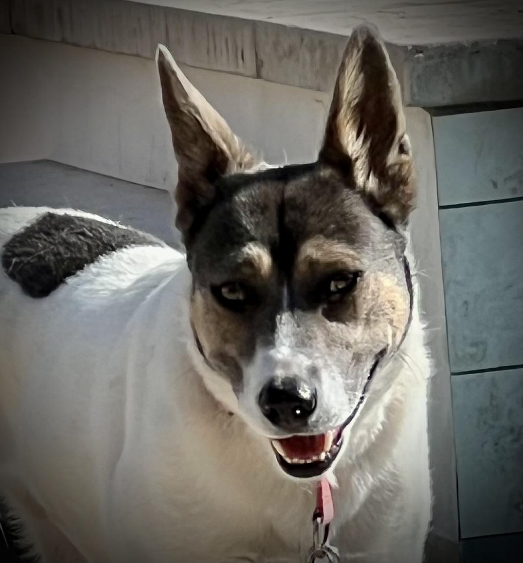 Enlarge Cootie Doo, an adoptable mixed breed in Phoenix, AZ image 4/5