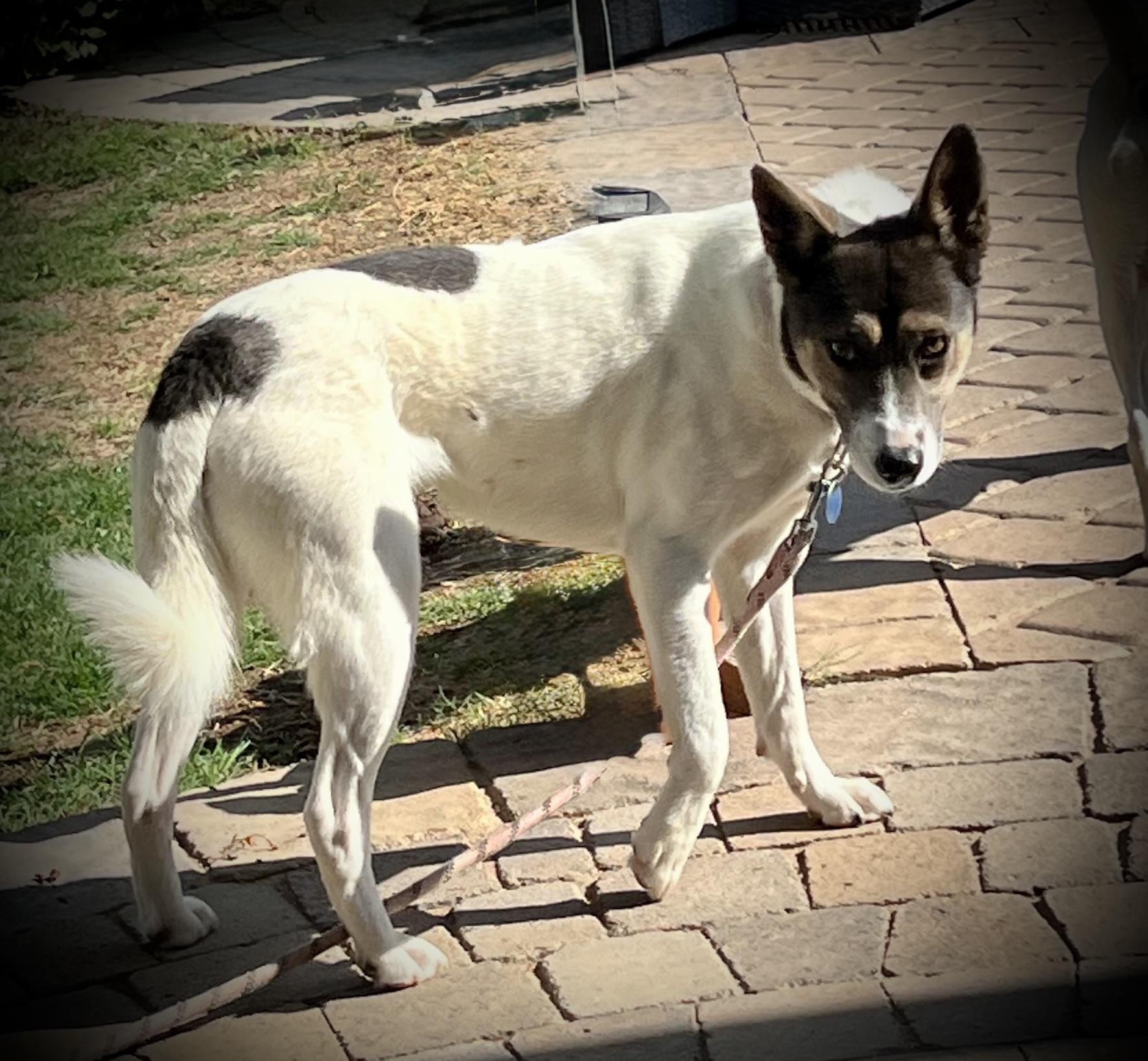 Enlarge Cootie Doo, an adoptable mixed breed in Phoenix, AZ image 2/5