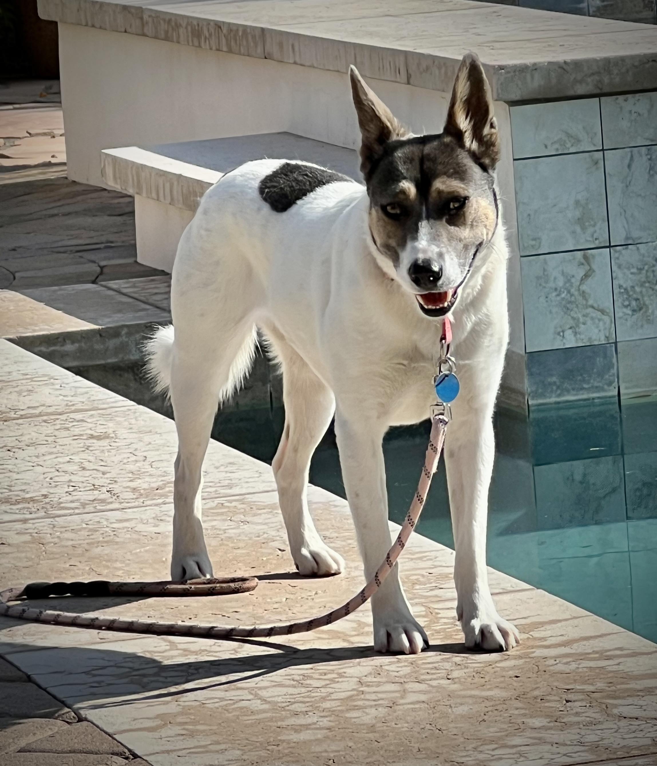 Enlarge Cootie Doo, an adoptable mixed breed in Phoenix, AZ image 3/5