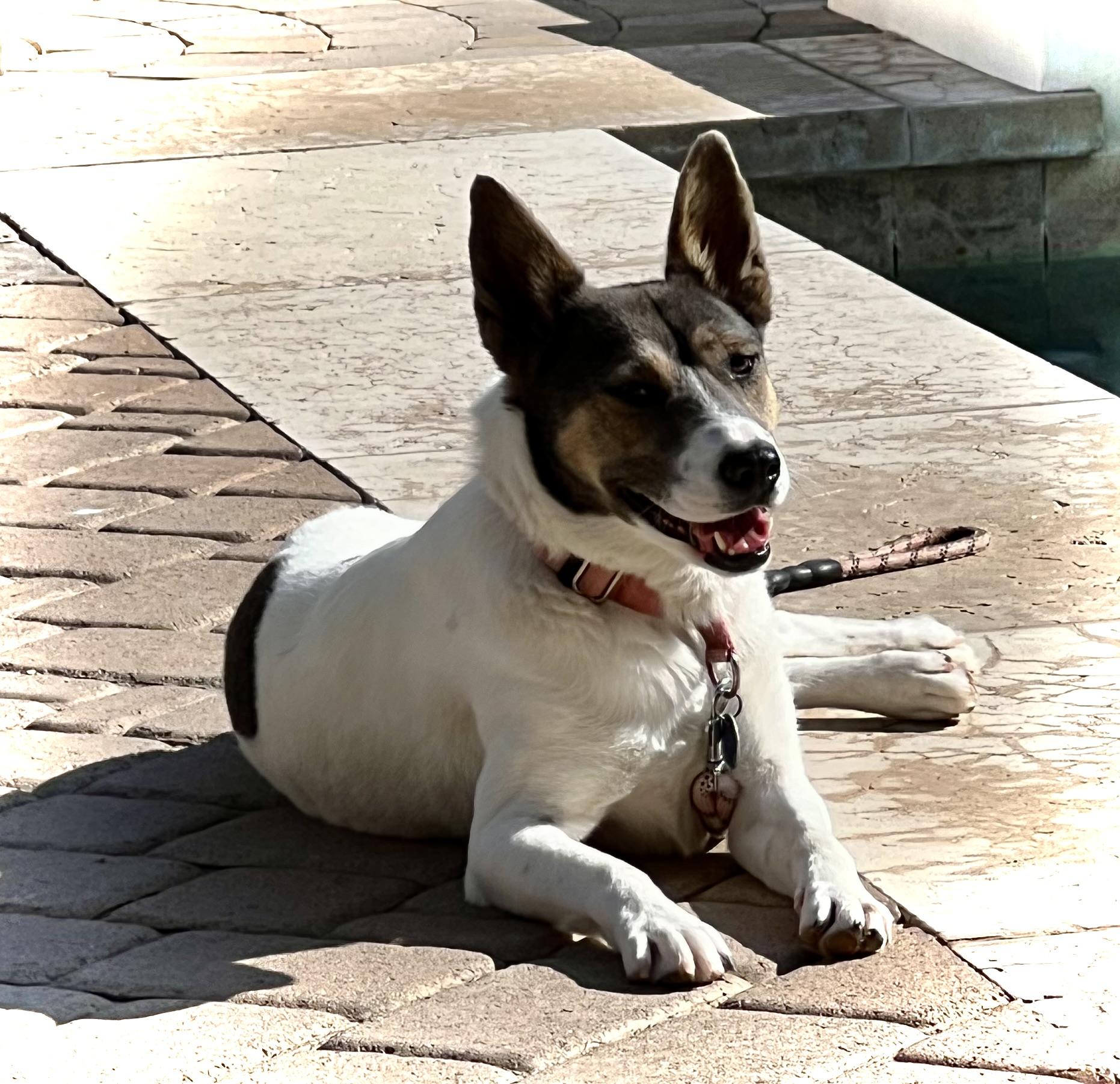 Enlarge Cootie Doo, an adoptable mixed breed in Phoenix, AZ image 1/5