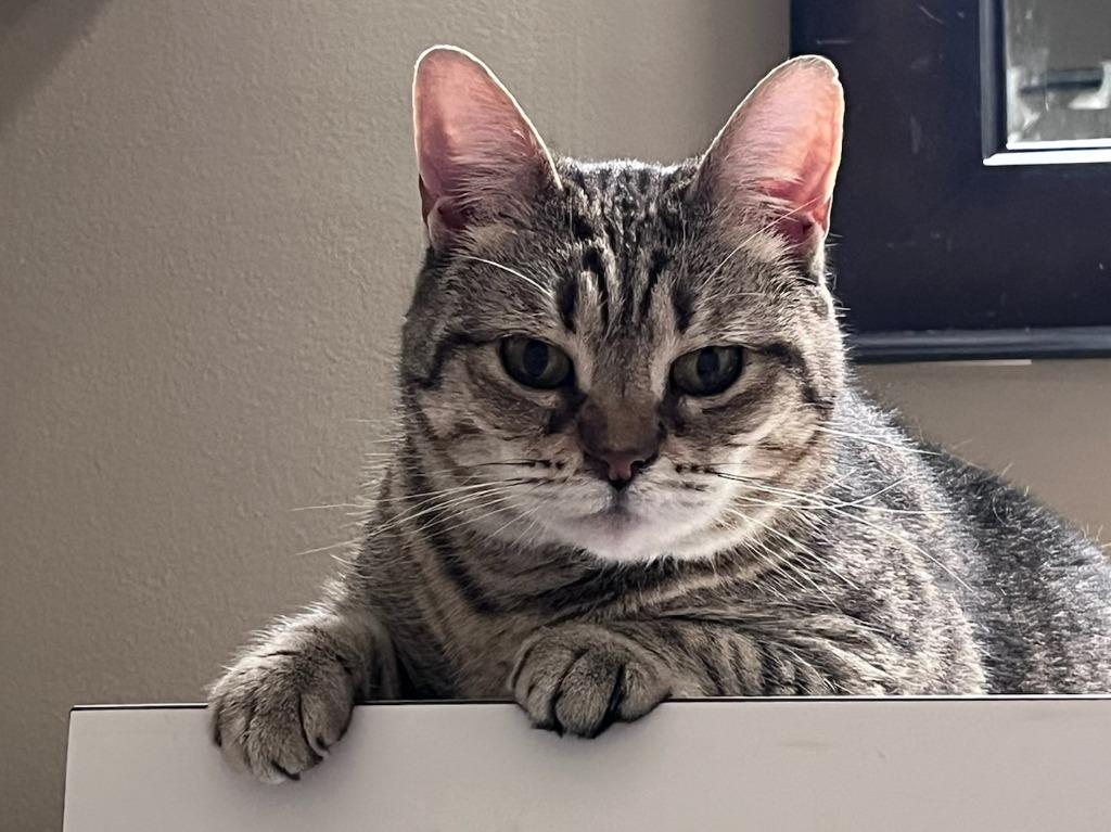 Enlarge English Muffin, a Adoptable mixed breed in Raleigh, NC image 2/3