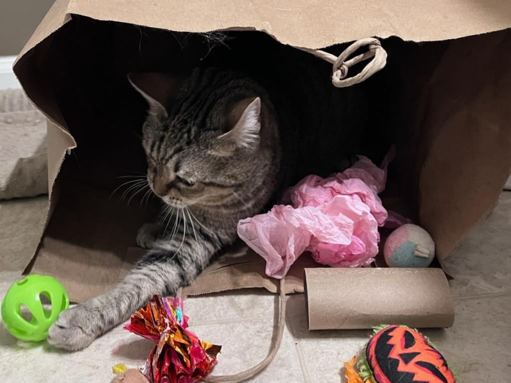 Enlarge English Muffin, a Adoptable mixed breed in Raleigh, NC image 3/3