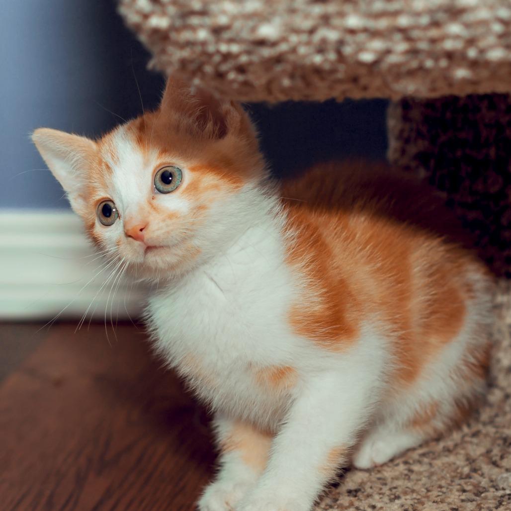 Enlarge Bubble, a Adoptable Domestic Short Hair in Wichita, KS image 1/6
