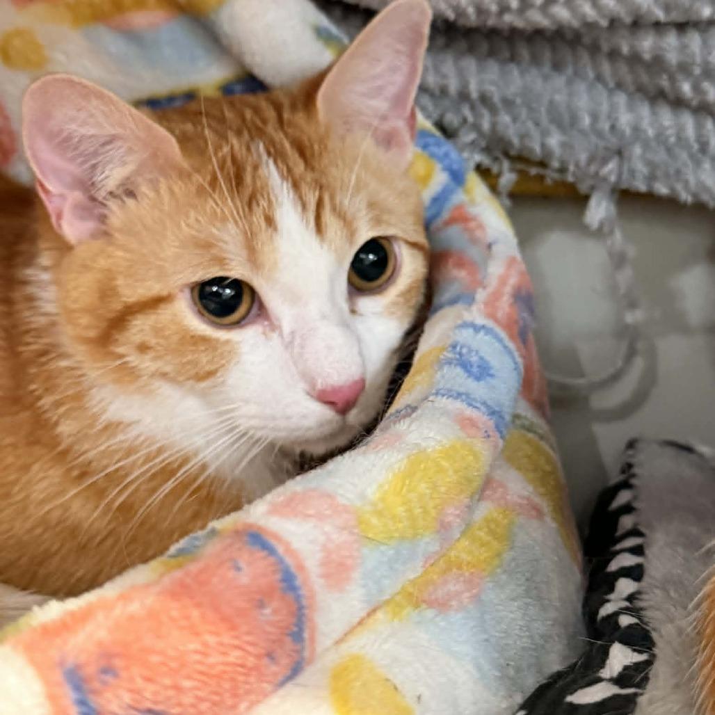 Enlarge Bubble, a Adoptable Domestic Short Hair in Wichita, KS image 2/6