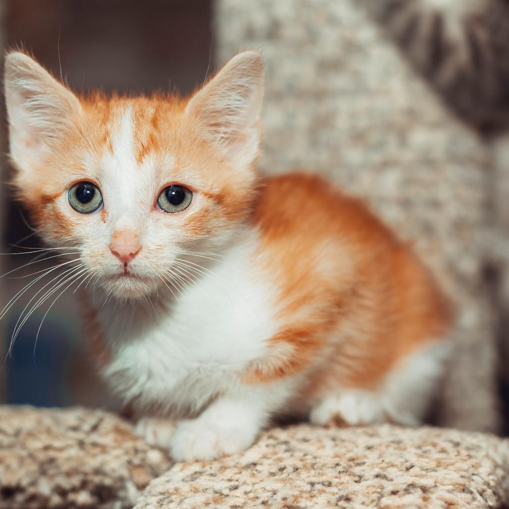 Enlarge Bubble, a Adoptable Domestic Short Hair in Wichita, KS image 3/6