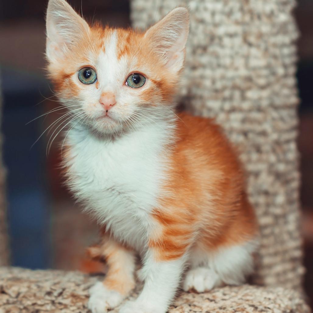 Enlarge Bubble, a Adoptable Domestic Short Hair in Wichita, KS image 4/6