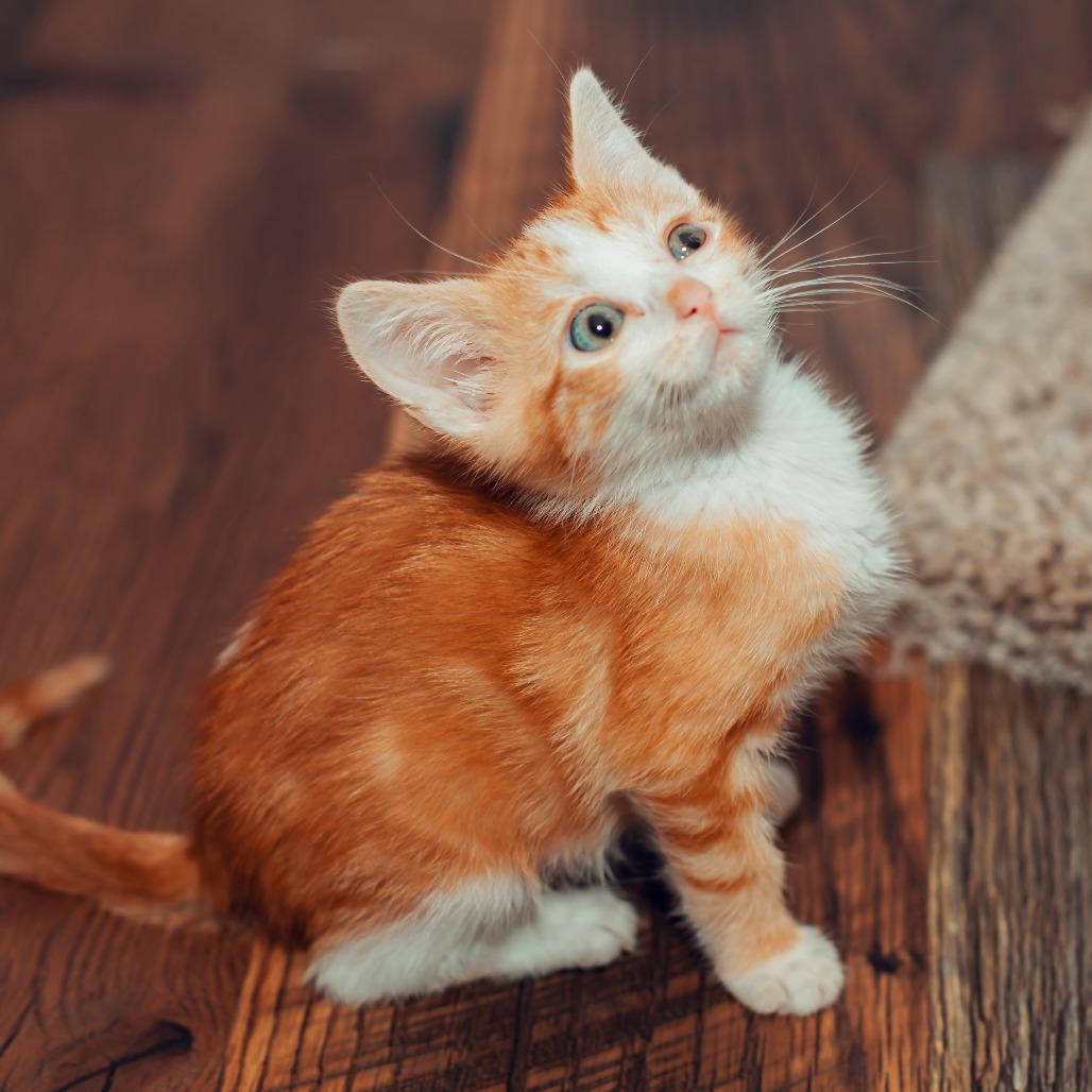 Enlarge Bubble, a Adoptable Domestic Short Hair in Wichita, KS image 5/6