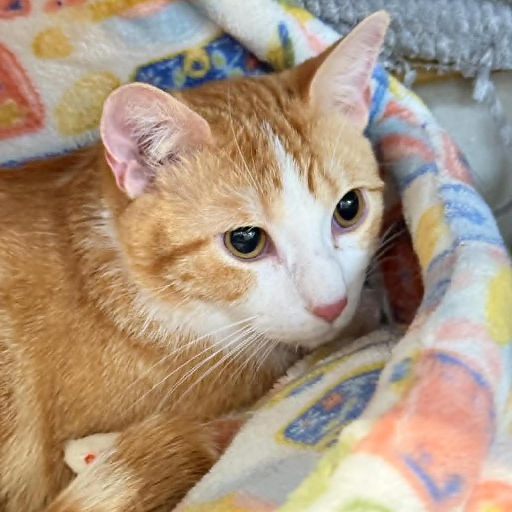 Enlarge Bubble, a Adoptable Domestic Short Hair in Wichita, KS image 6/6