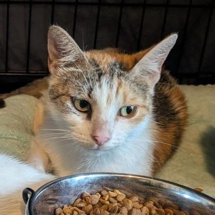 Enlarge Fillet o' Fish, a Adoptable American Shorthair in Pikesville, MD image 2/6