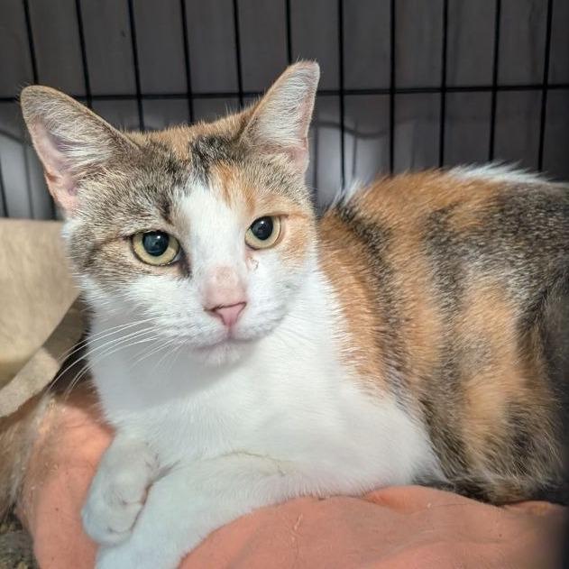 Fillet o' Fish, Adoptable, Adult Female American Shorthair.