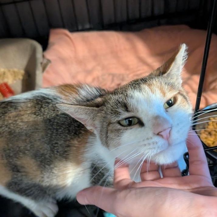 Enlarge Fillet o' Fish, a Adoptable American Shorthair in Pikesville, MD image 3/6