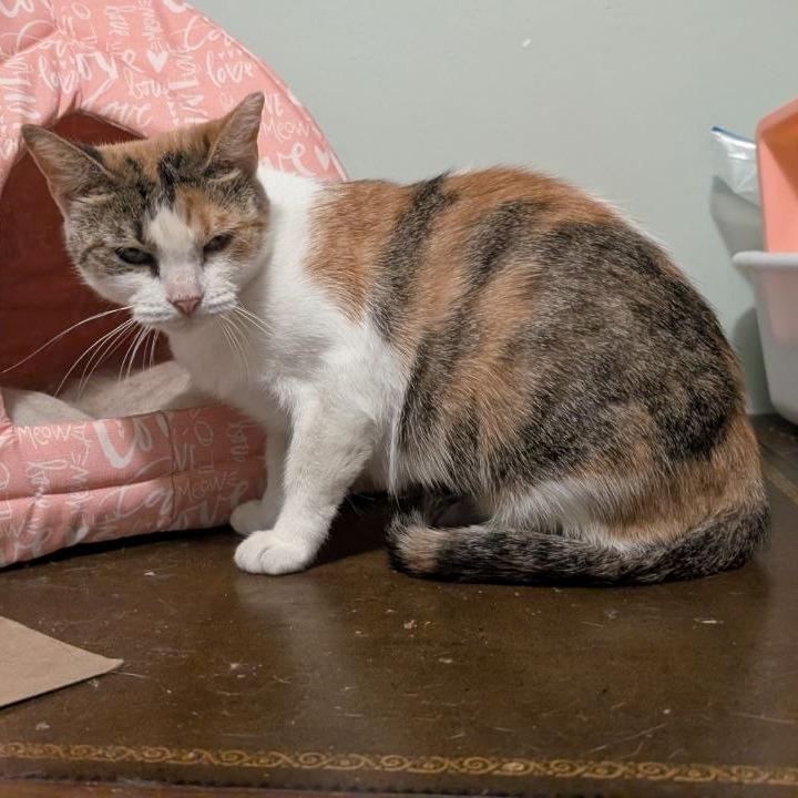 Enlarge Fillet o' Fish, a Adoptable American Shorthair in Pikesville, MD image 4/6