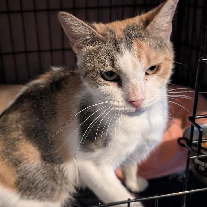 Enlarge Fillet o' Fish, a Adoptable American Shorthair in Pikesville, MD image 5/6