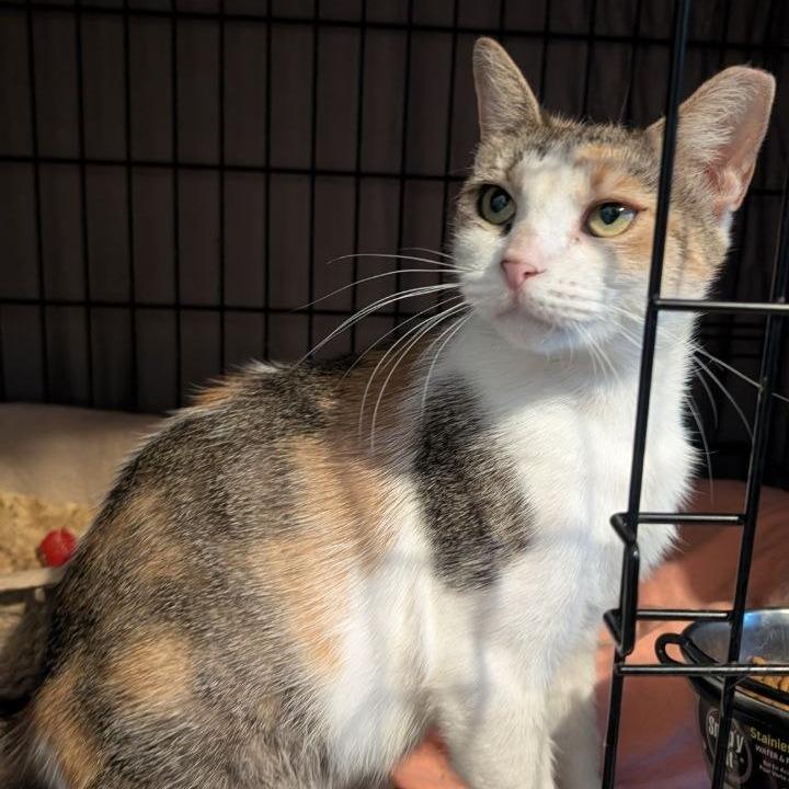 Enlarge Fillet o' Fish, a Adoptable American Shorthair in Pikesville, MD image 6/6