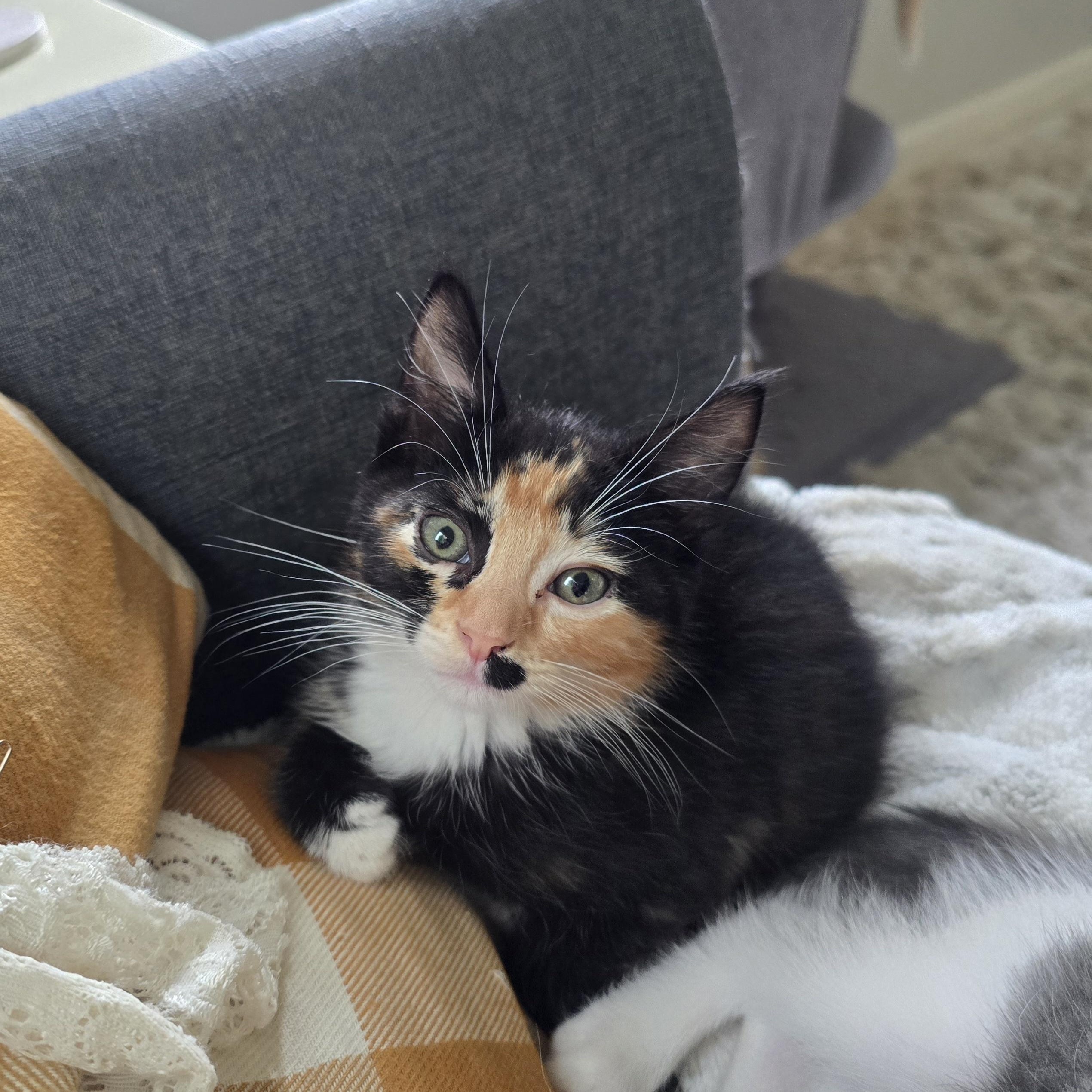 Cadbury, ADOPTABLE, Kitten Female Domestic Short Hair.