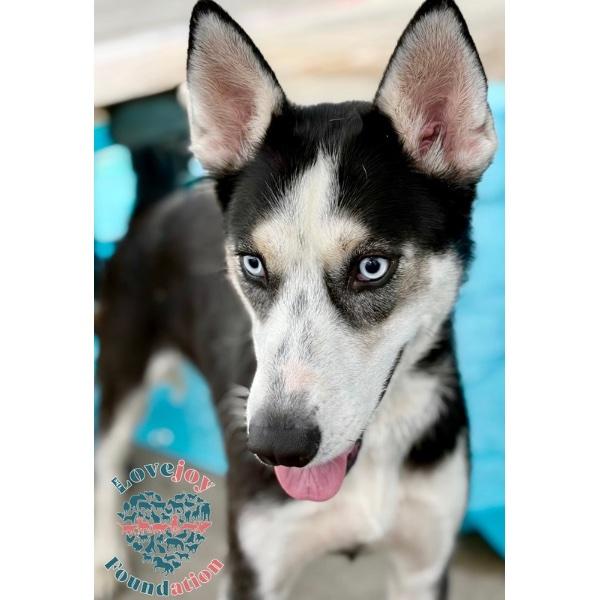 Enlarge Colette RB, a ADOPTABLE mixed breed in Inglewood, CA image 3/3