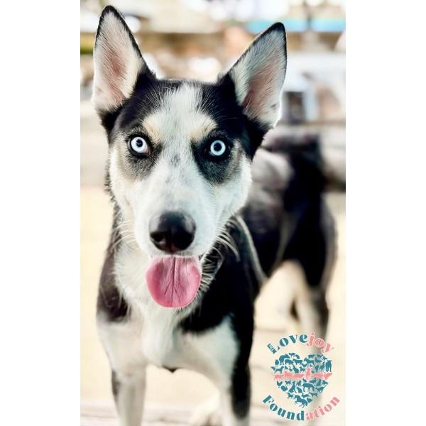 Enlarge Colette RB, a ADOPTABLE mixed breed in Inglewood, CA image 1/3