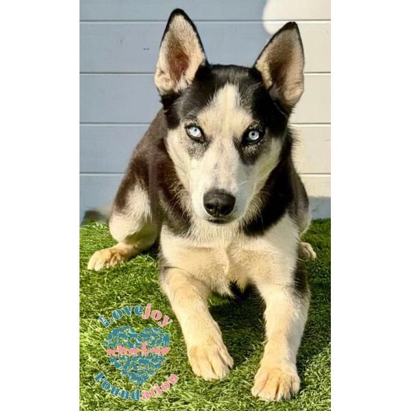 Enlarge Colette RB, a ADOPTABLE mixed breed in Inglewood, CA image 2/3