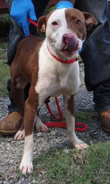 158 LOCUST CIRCLE WINNSBORO, Adoptable, Senior Female Pit Bull Terrier.