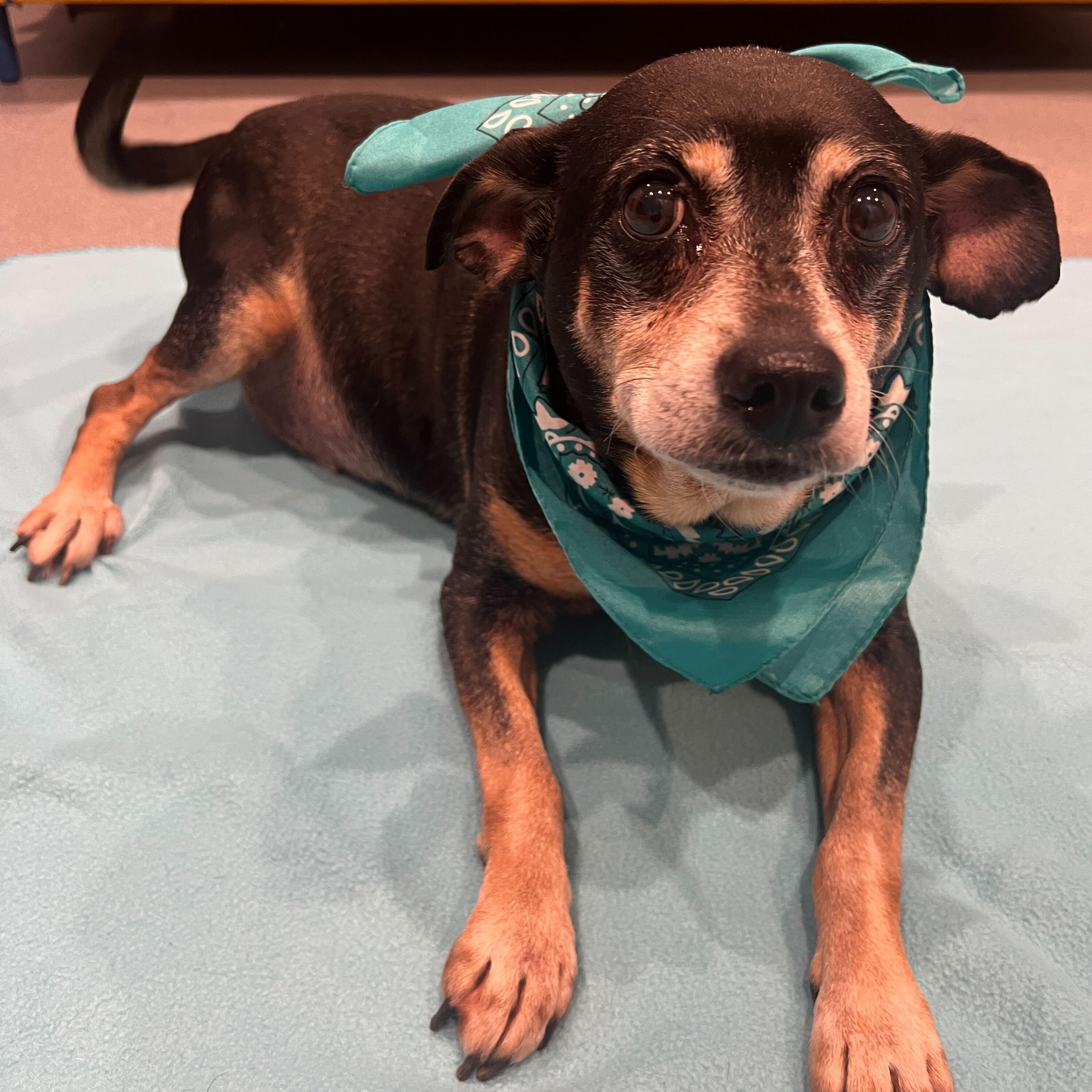 Enlarge Quincy, an adoptable Mixed Breed in Canal Winchester, OH image 2/4