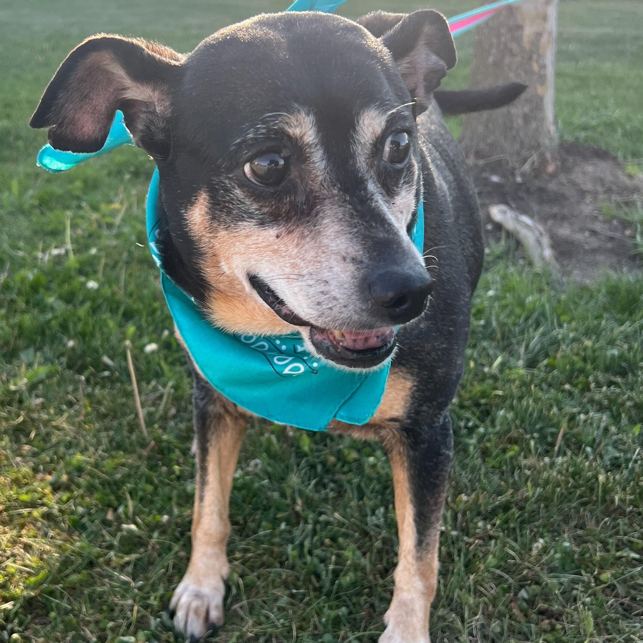 Enlarge Quincy, an adoptable Mixed Breed in Canal Winchester, OH image 3/4