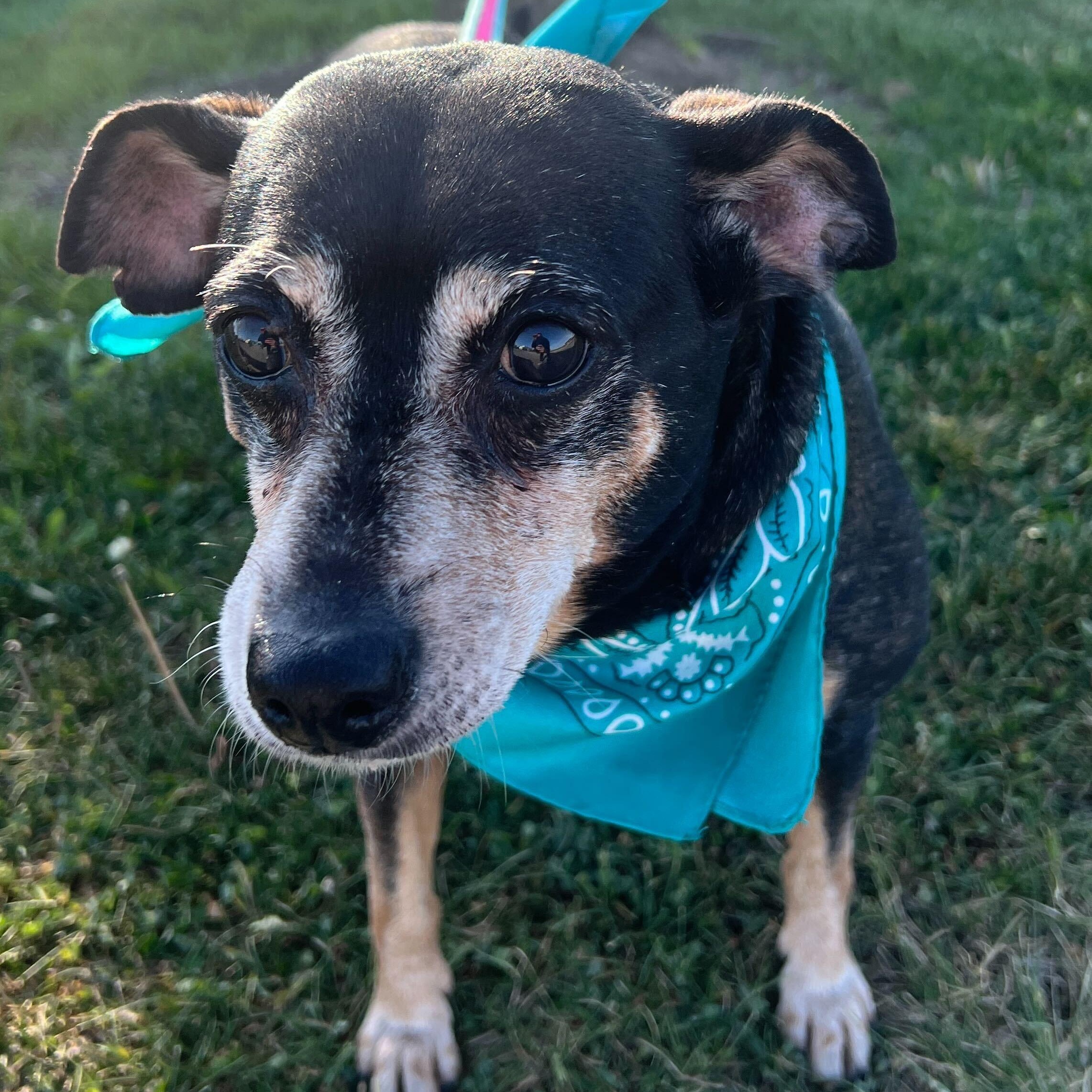 Enlarge Quincy, an adoptable Mixed Breed in Canal Winchester, OH image 1/4