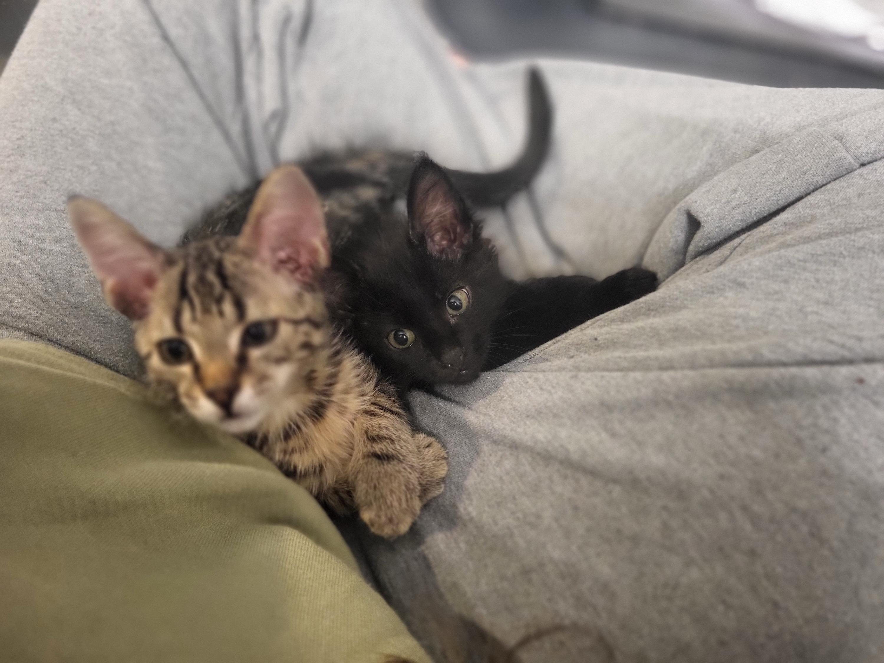 Sounder And Kraken thumbnail 3