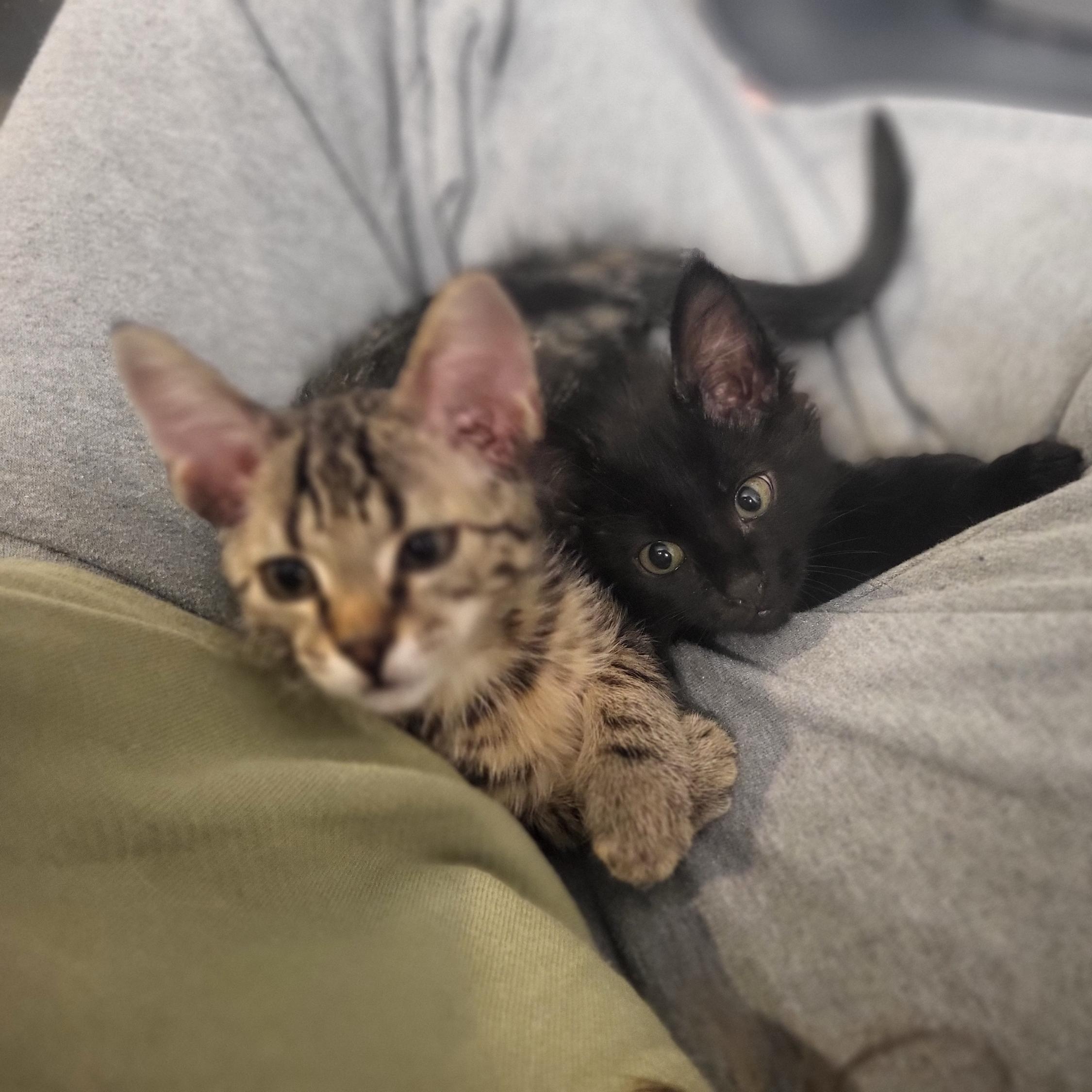 Enlarge Sounder and Kraken, a Adoptable Domestic Short Hair in Seattle, WA image 1/3