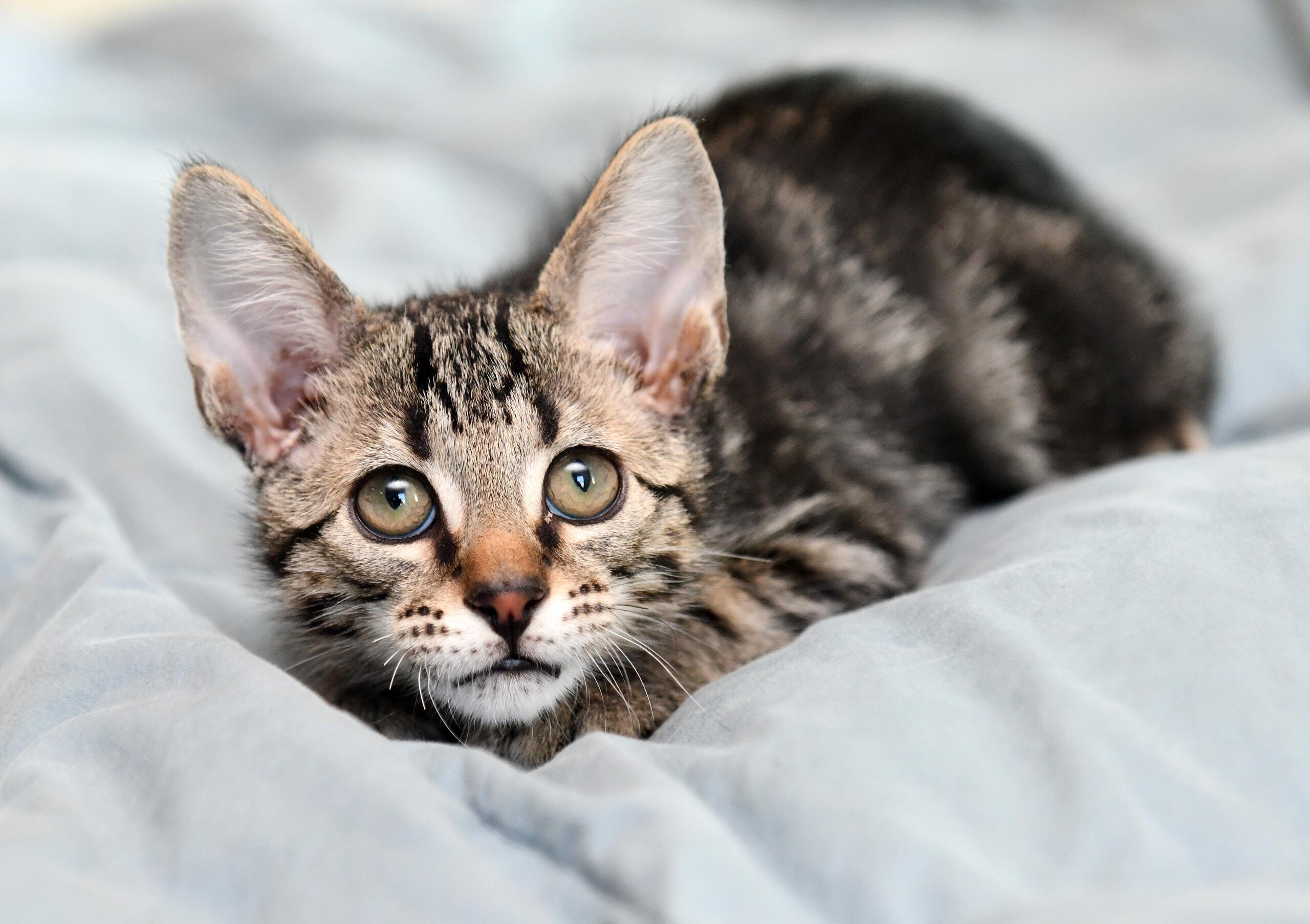 Enlarge Sounder and Kraken, a Adoptable Domestic Short Hair in Seattle, WA image 2/3