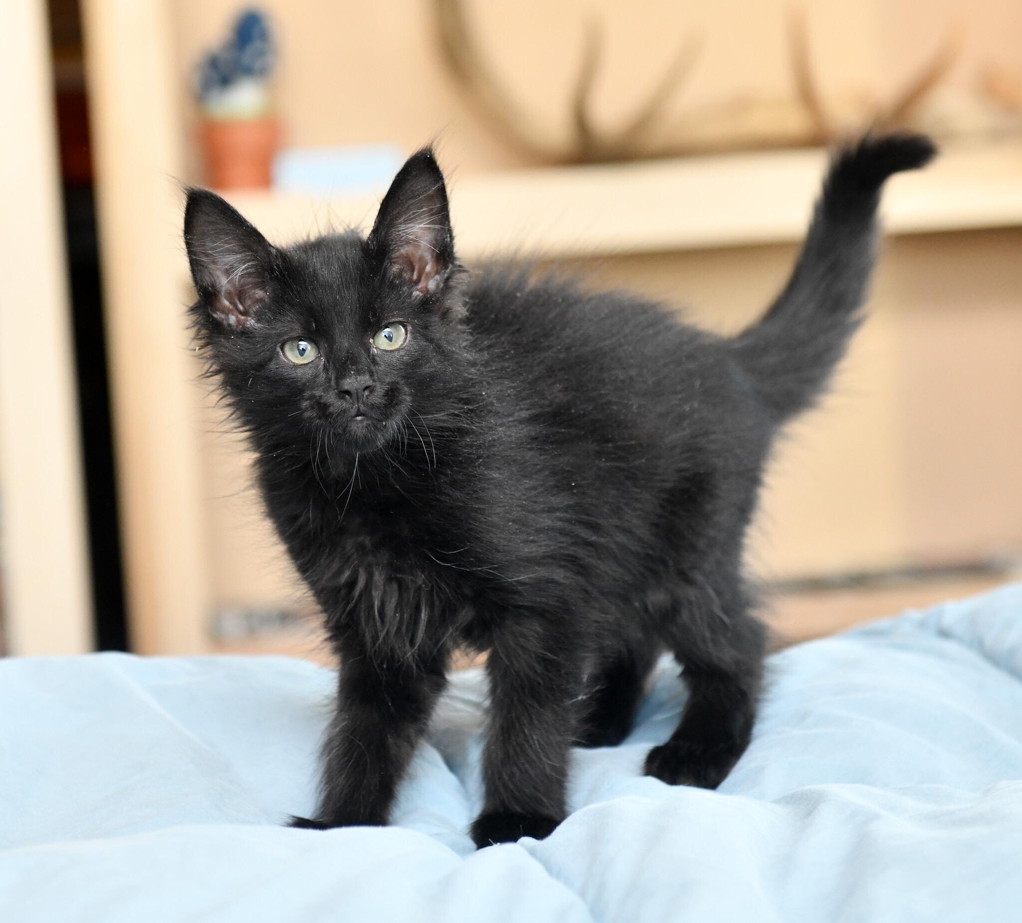 Enlarge Sounder and Kraken, a Adoptable Domestic Short Hair in Seattle, WA image 3/3