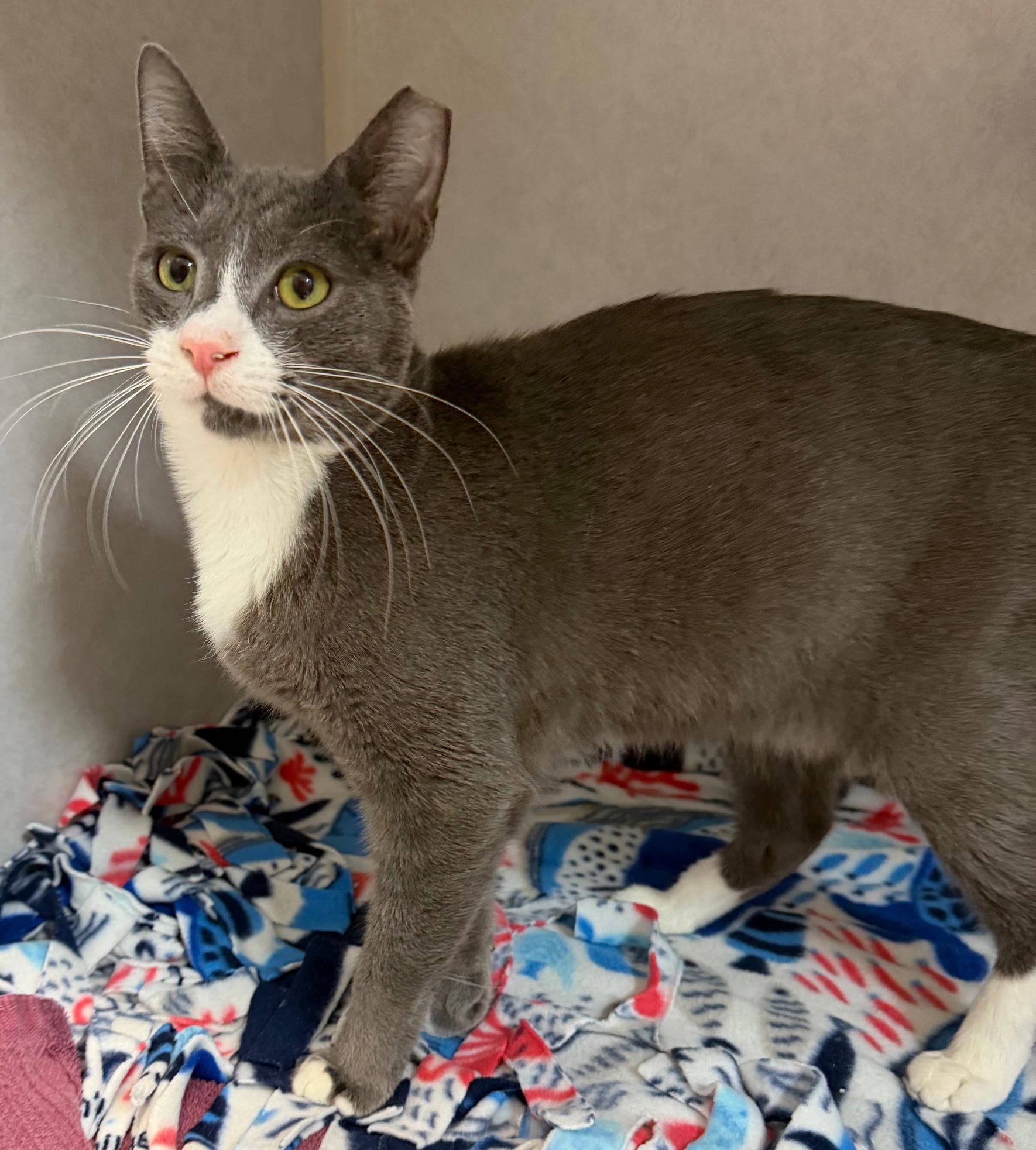 Emmett, adoptable, Young Male Domestic Short Hair.