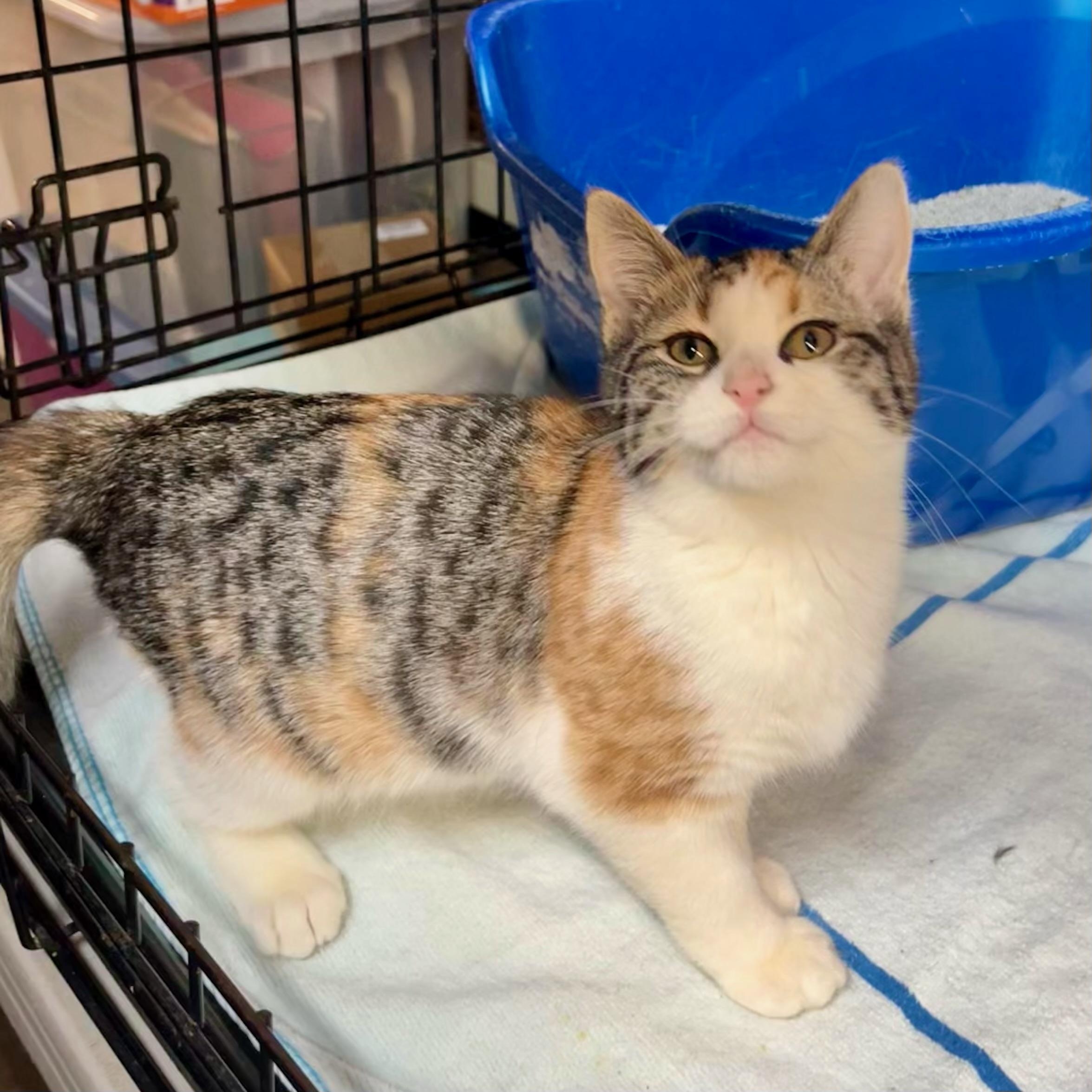 Enlarge Stella, an adopted mixed breed in East Amherst, NY image 1/5