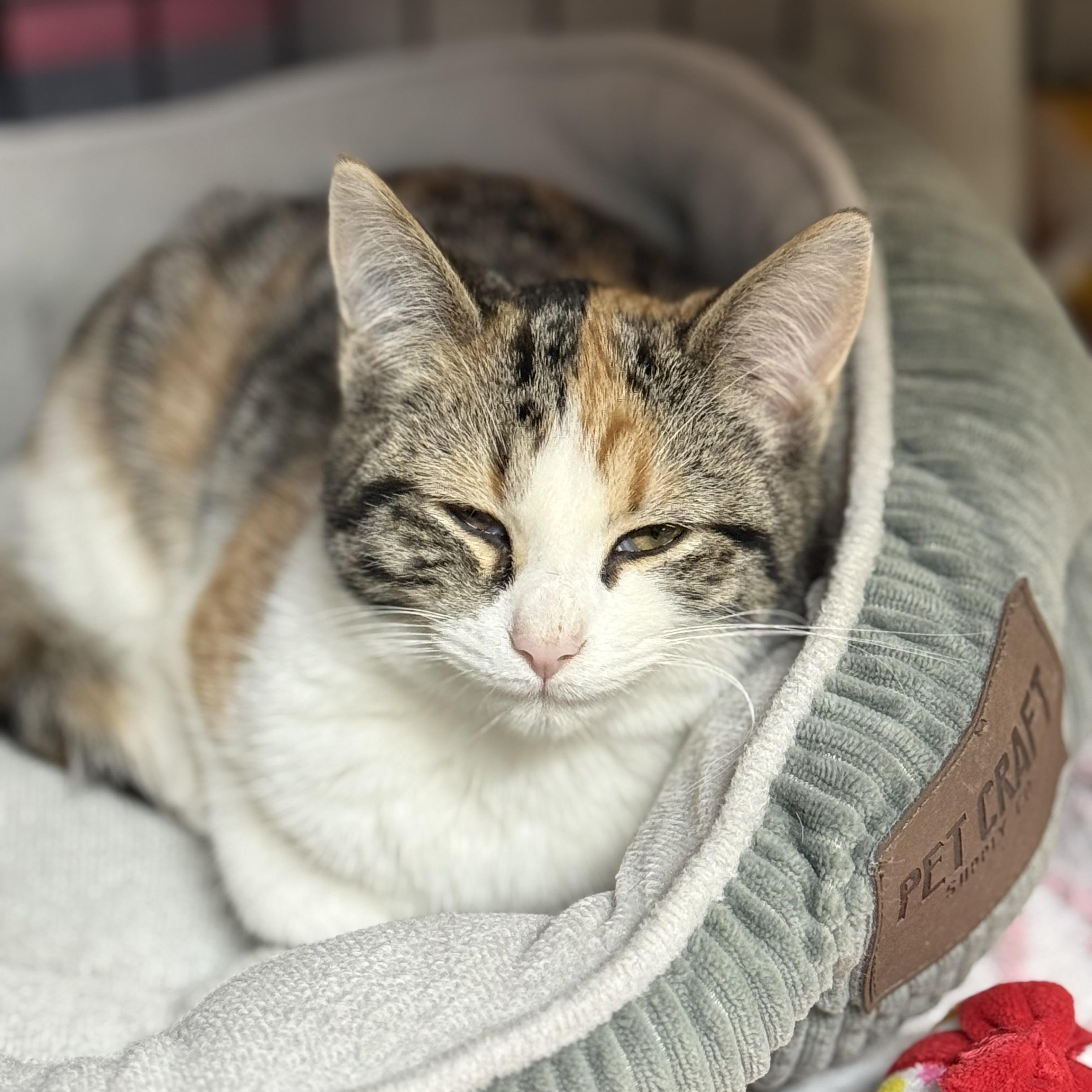 Enlarge Stella, an adopted mixed breed in East Amherst, NY image 4/5